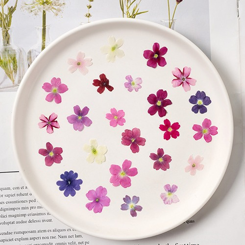 60Pcs Various Mini Dried Flowe - Beauty Makeup Bridal ulasan dan harga