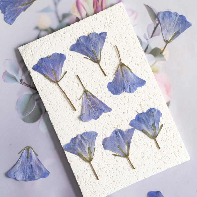 12pcs/3-5cm,nature Bluebell Em - Beauty Makeup Bridal ulasan dan harga