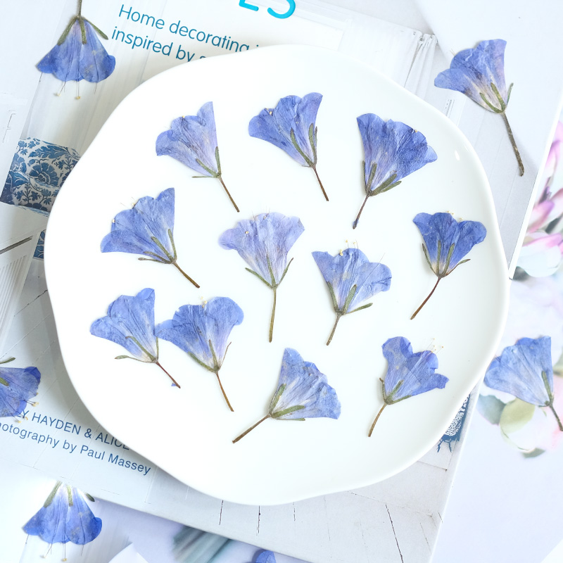 12pcs/3-5cm,nature Bluebell Em - Beauty Makeup Bridal ulasan dan harga