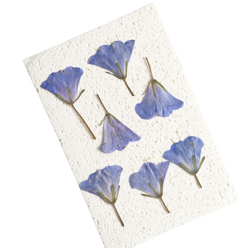 12pcs/3-5cm,nature Bluebell Em - Beauty Makeup Bridal ulasan dan harga