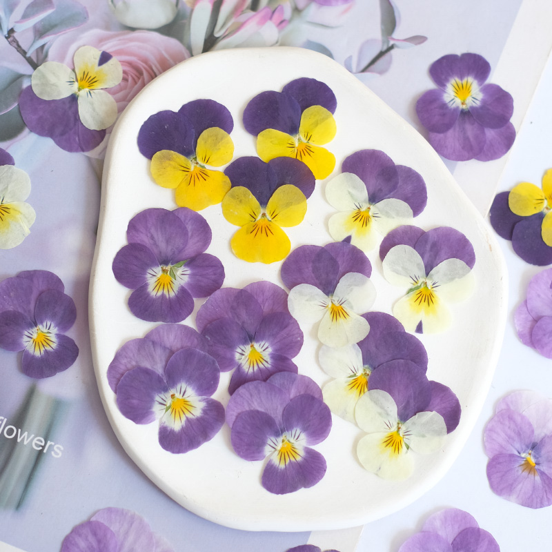 12pcs,nature Pansy Dried Flowe - Beauty Makeup Bridal ulasan dan harga