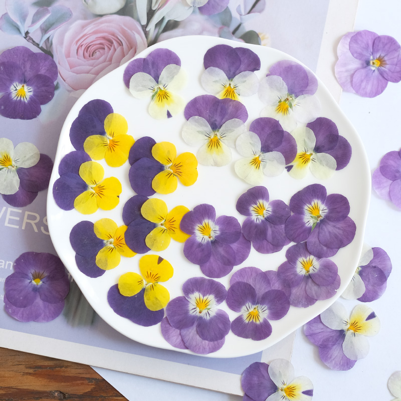12pcs,nature Pansy Dried Flowe - Beauty Makeup Bridal ulasan dan harga