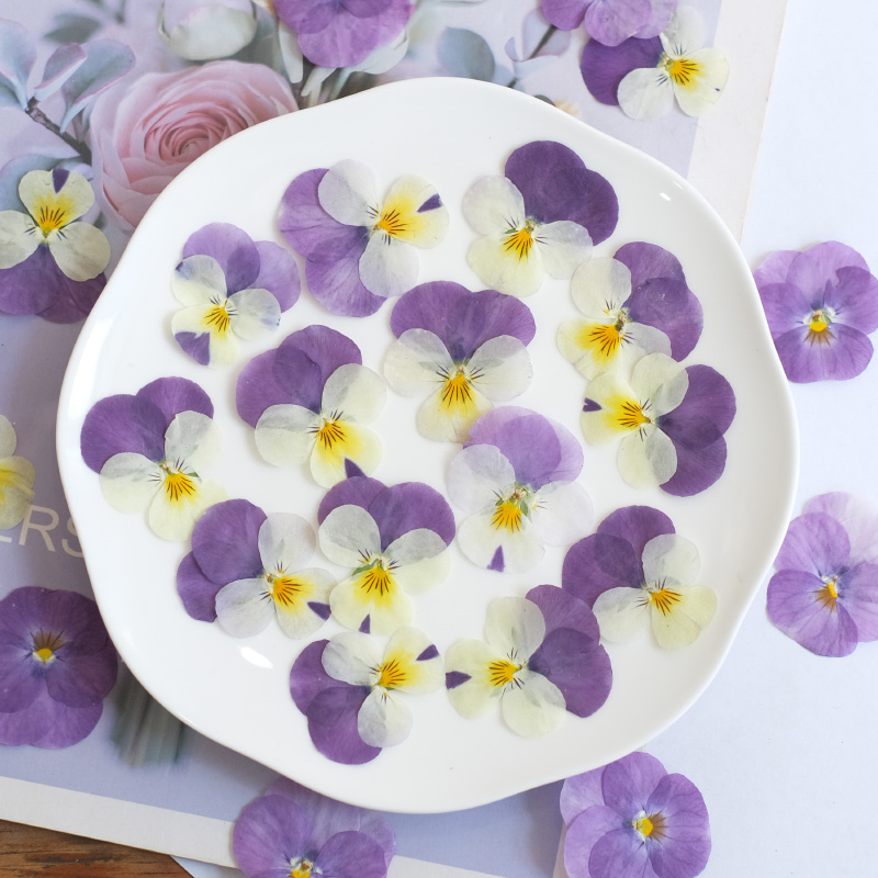 12pcs,nature Pansy Dried Flowe - Beauty Makeup Bridal ulasan dan harga