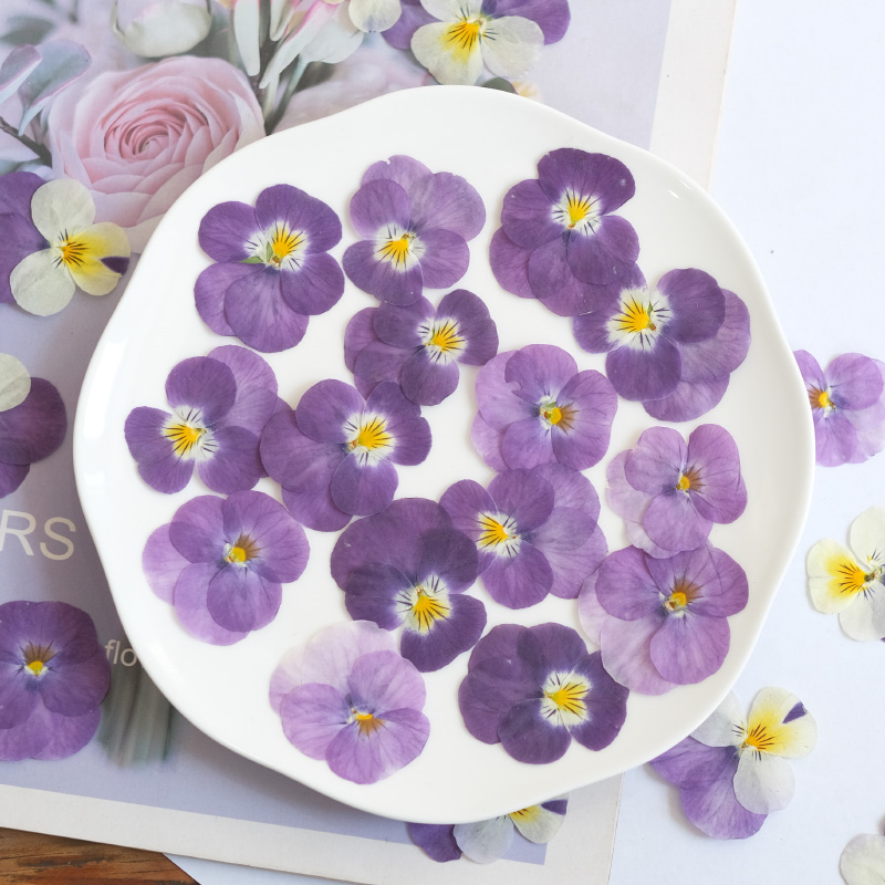 12pcs,nature Pansy Dried Flowe - Beauty Makeup Bridal ulasan dan harga